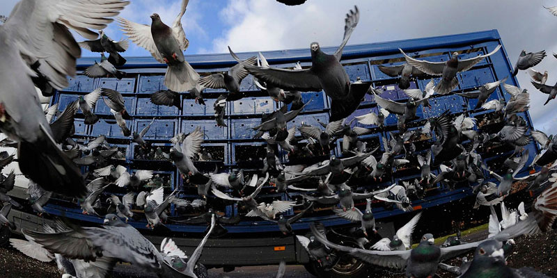 Отпугивание птичьих стай в Лаишево от ДЕЗ-Комфорт - фото