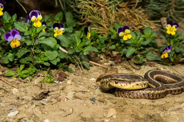 Выведение и отпугивание змей в Лаишево от ДЕЗ-Комфорт - фото